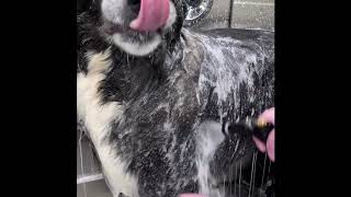 LaLa s Premium Pet Shampoo using a Wag n Tails Super Sudser