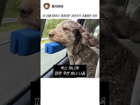차 태울 때마다 낑낑대던 강아지가 조용해진 이유 thumbnail