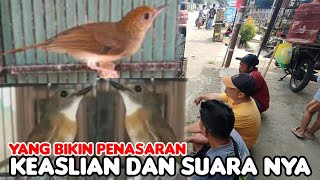 YANG BIKIN PENASARAN, KEASLIAN DAN SUARA NYA