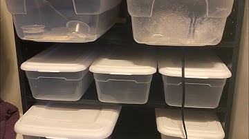 #reptiles #diy #leopardgeckos #cheap HOW TO BUILD A REPTILE RACK SYSTEM  SUPER CHEAP