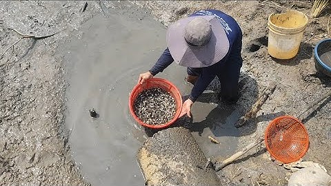 Giải cứu cá rô đồng mắc cạn (T108)