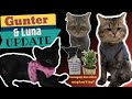 LITTLE FURRY BUDDIES / GUNTER & LUNA / ARABIAN MAU & PERSIAN CAT /#DUBAIOFW DIARIES