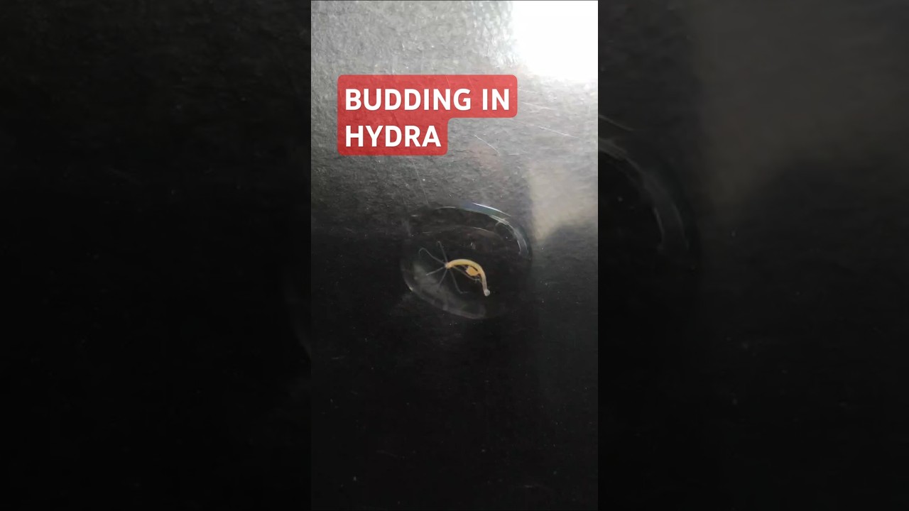 Bud formation in Hydra.