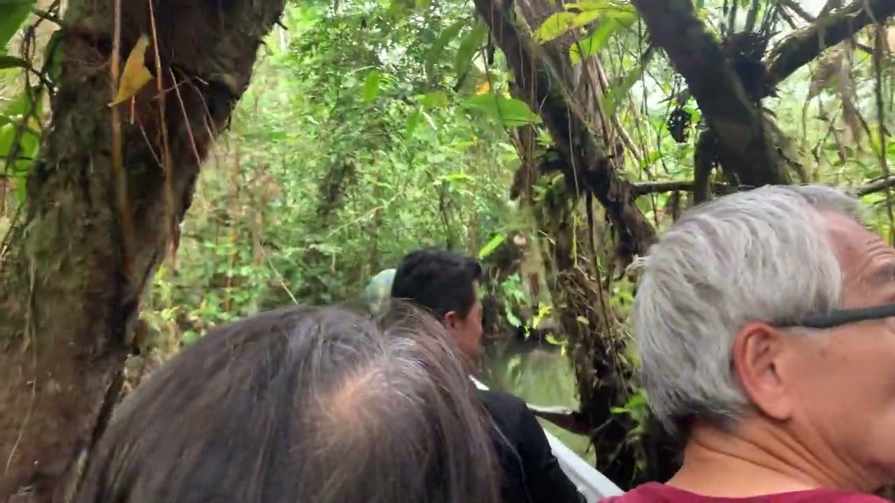 Amazon Rain Forest Coca River