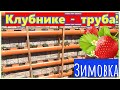 🔴КЛУБНИКА в трубах ПВХ🔴ЗИМОВКА🔴ВЕСНА🔴Выращивание клубники🔴Strawberry garden🔴Mir na Ladoni 2020