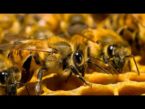 ПЧЕЛЫ - Удивительные создания природы. Самые интересные факты из жизни пчел!