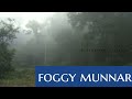 Foggy munnar | draft clear | 😌😌😌 | munnar diaries