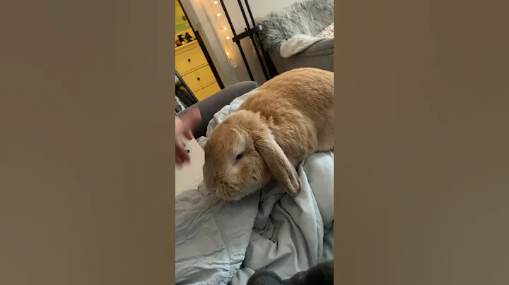 Pickle the bun