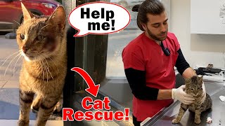 Cat Asks For Help! ( Enters Vet to Show His Wound )