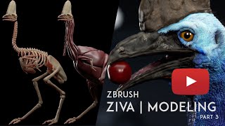 Cassowary | Ziva Dynamics | Anatomy Modeling | Part 3