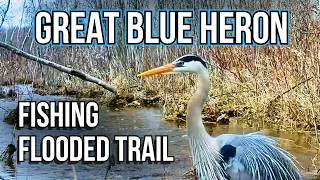 Great Blue Heron Fishing Flooded Game Trail | Spring Snow Melt 2026 Captured on Trail Cam