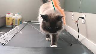 Cat on treadmill! Ragdoll cat by Rex and Sky In the City 699 views 3 years ago 50 seconds
