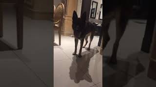 He Is Alex Name His Naughty Dog