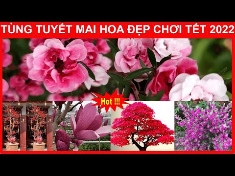 Video TÙNG TUYẾT MAI Và 6 Loài Hoa Đẹp Chơi Tết 2022 | Lh... - youtube