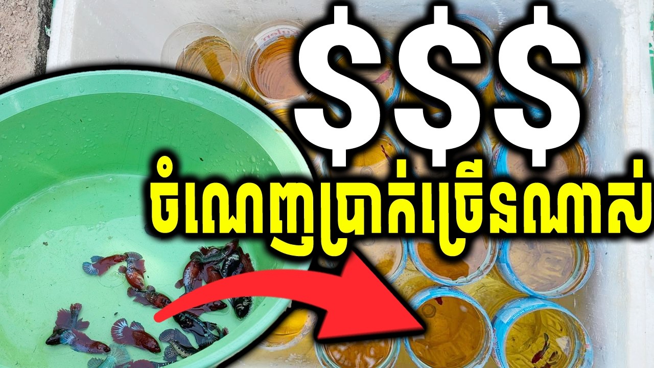 ចំណេញប្រាក់ច្រើនណាស់ សម្រាប់វត្ថុនេះ. This item brings a lot of profit.