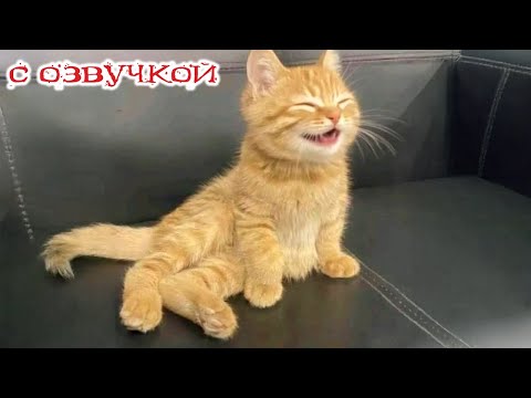 Приколы с котами! С ОЗВУЧКОЙ! САМЫЕ СМЕШНЫЕ ЖИВОТНЫЕ! Смешные коты! До слез!
