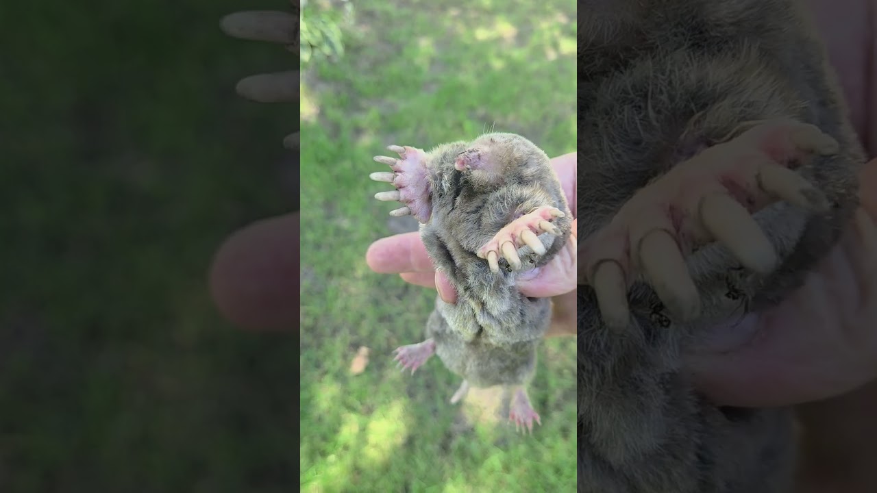 Eastern Mole Caught on Camera | Stop Lawn Damage with the MoleSlayer Trap