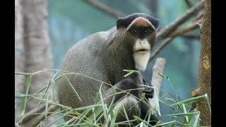 Species Spotlight De Brazzas Monkeys