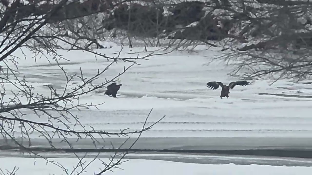 Eagles on the ice one steals a fish.