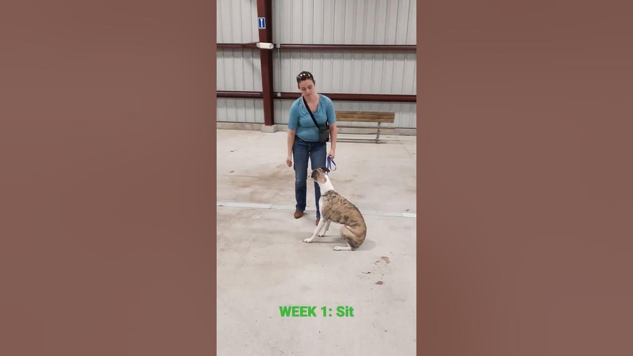 4h-dog-obedience-training-week-1-sit-youtube