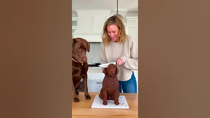 Video 11600921: best pet compilation, compilations funny pets, funniest pets, cat