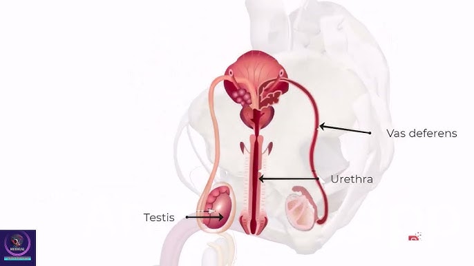 Direktor orinbosari porno parodiya odamlar video tomosha