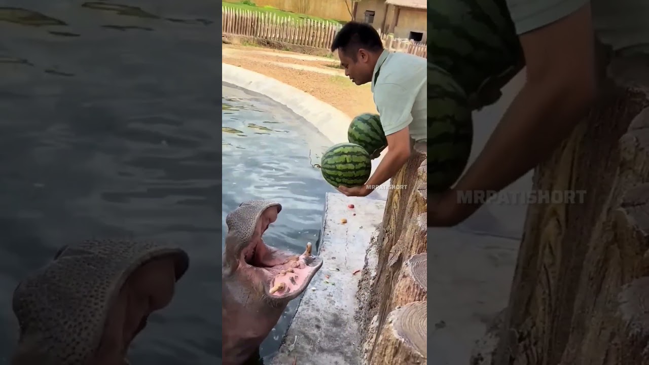 Naughty Hippo Got Watermrlon Surprise 😍❤️‍🩹