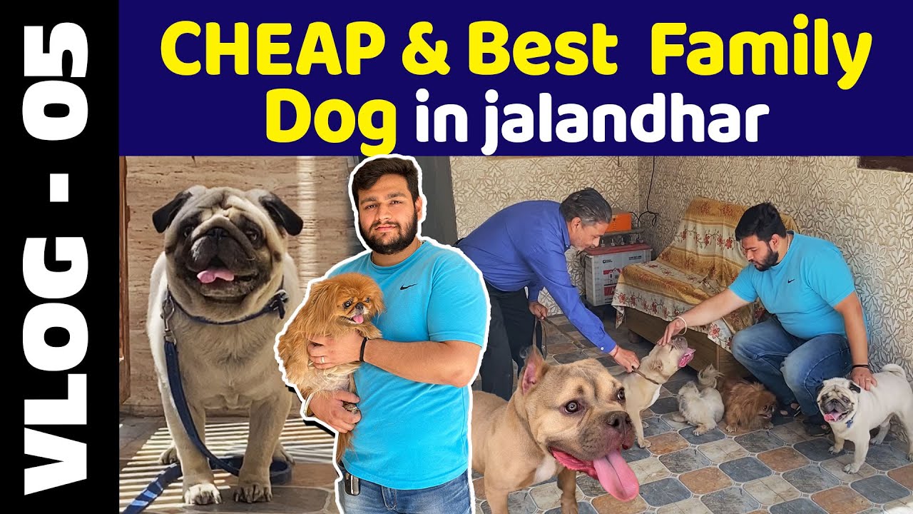 CHEAP & Best Family Dog in jalandhar {punjab} Bob Malhotra Pet clues I Bobs Dog Spot YouTube