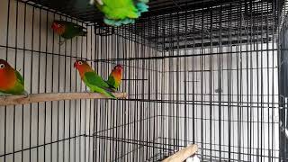 cage flying birds
