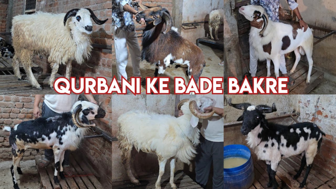 Qurbani ke bade bakre available in baig farm's bowenpally | ameengadh guntur & madurai sheep's