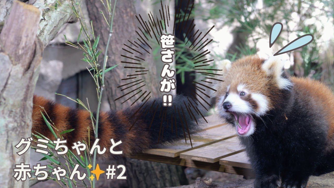 グミちゃんと赤ちゃん✨#2好奇心旺盛な赤ちゃんと心配そうなグミちゃん🐾