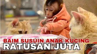 BAIM MAIN SAMA KUCING RATUSAN JUTA!