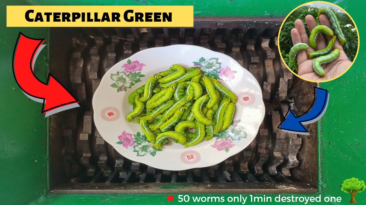 50 Caterpillar Green vs Fast Shredder Machine | So bad garden only 1min destroyed