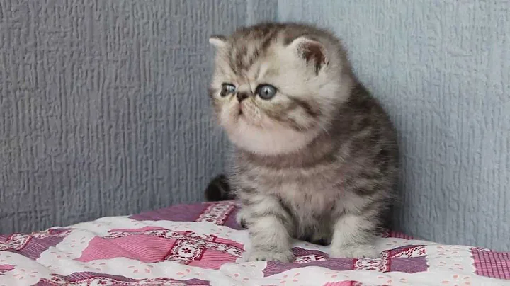 Watch the video about Exotic kitten