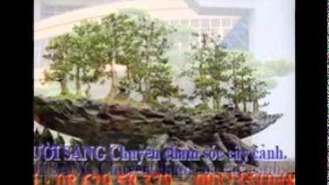 [[[0932351048.]] Nhận làm vườn, chăm sóc cây cảnh thi công sân vườn tại  quận 4.tphcm