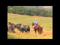 Fazenda Maringa - Criação de Bufalos - Chão Brasileiro