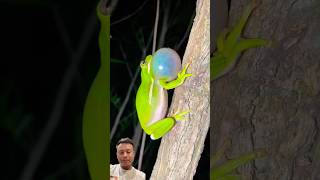 #frog #fishing #nest #movie #noodles #film #cooking #animals #animallife #duet #wildlife #birds