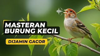 MASTERAN GEREJA TARUNG — Speed Rapet, Suara Kasar & Super Jernih | Cocok untuk Pancing Emosi Tarung