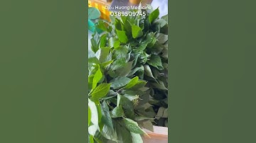 Lá sâm Ngọc Linh tươibà con mới cắt xuống lá núi ngọc linh Kon Tum già ngon