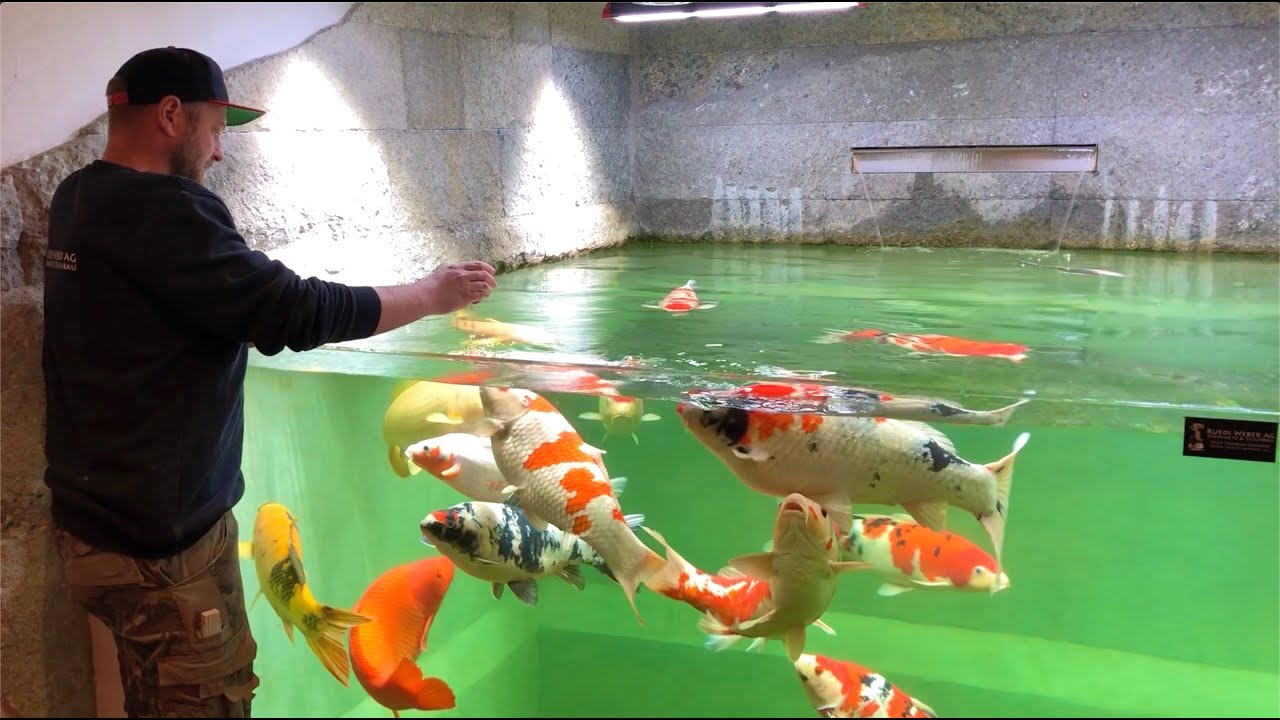 indoor koi fish tank