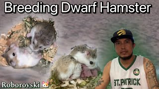 BREEDING DWARF HAMSTER