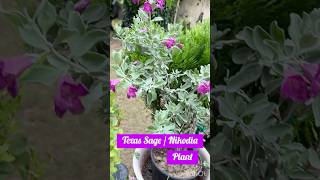 Texas Sage / Nekodia Plant flowers bloom #shorts #new #vial #shortsfeed #flowers