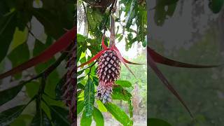 farming reel 👀💡#farming #ketibadi #shortvideo #viral #video
