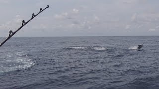 EPIC Tuna Frenzy and Marlin Action at Hannibal Bank, Panama! - May 2012