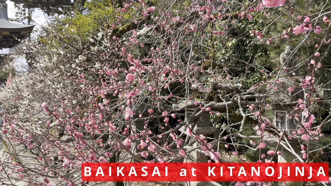 Baikasai - Plum Blossoms (some) and Traditional Tea Cerimony (very little)