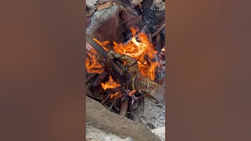 Watch as we master the art of grilling our catch to perfection with an epic BBQ #shorts #ytshorts😱😱