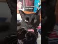 #catsoftiktok
