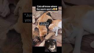 Warm pile🥹 #animals #cat #cats #catvideos #dog #dogs #dogshorts #cute #pets #fyp #viral #shorts