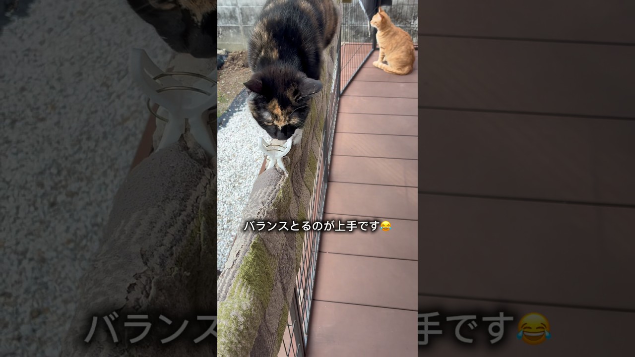 バランスを上手にとるみー💕#保護猫 #バランス