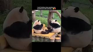 I can't believe how pandas are condition at animal #youtubeshorts #trending